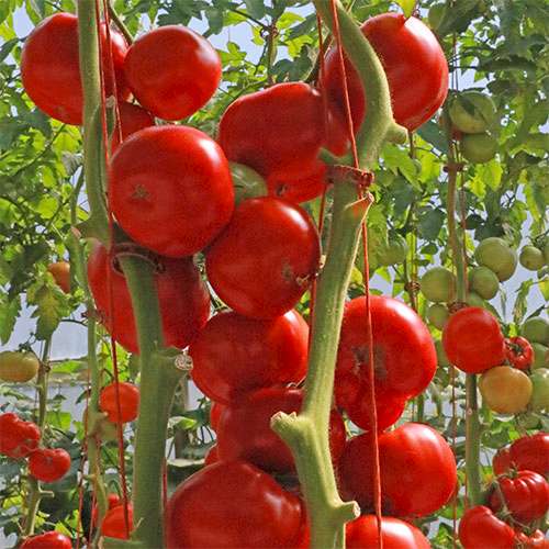 Looking for Canning Tomatoes?